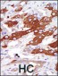SGK3 Antibody (N-term)